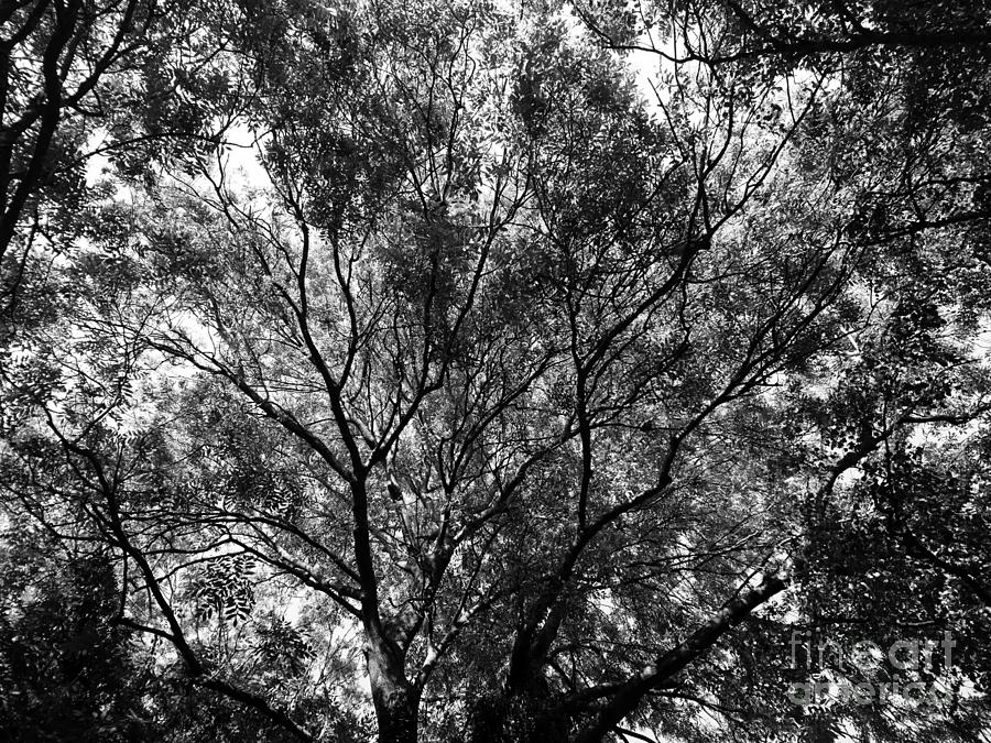 Ash tree silhouette 2, monochrome Photograph by Paul Boizot - Fine Art ...