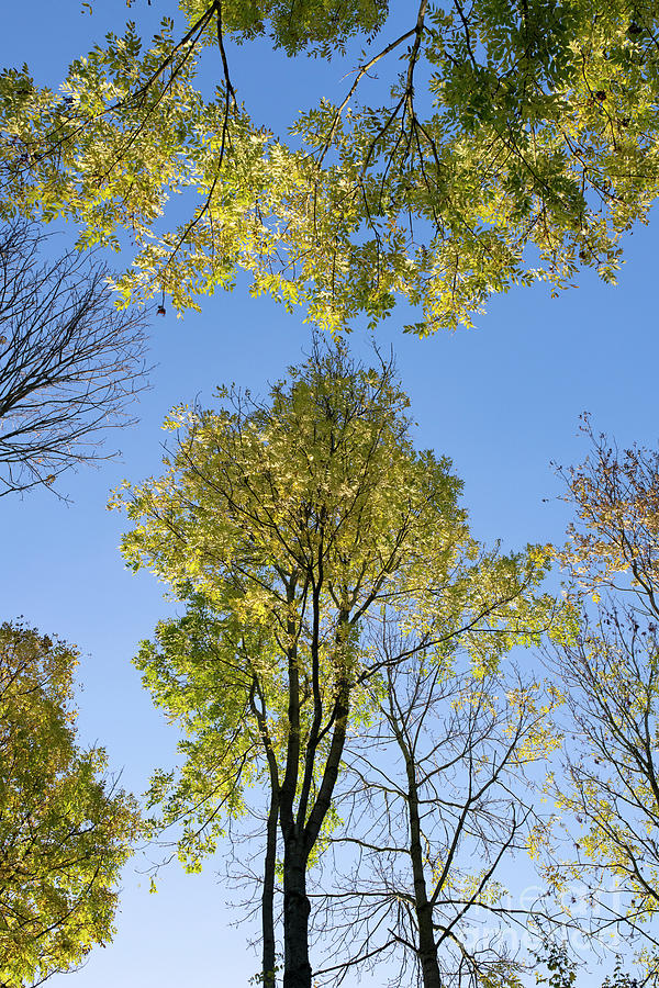 Ash Trees in Autumn Photograph by Tim Gainey