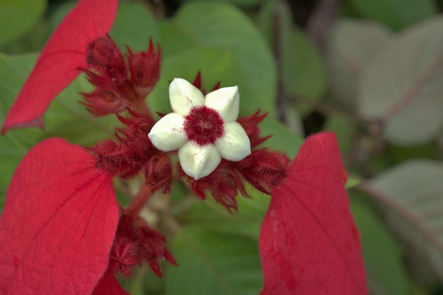Ashanti Blood Flower Photograph