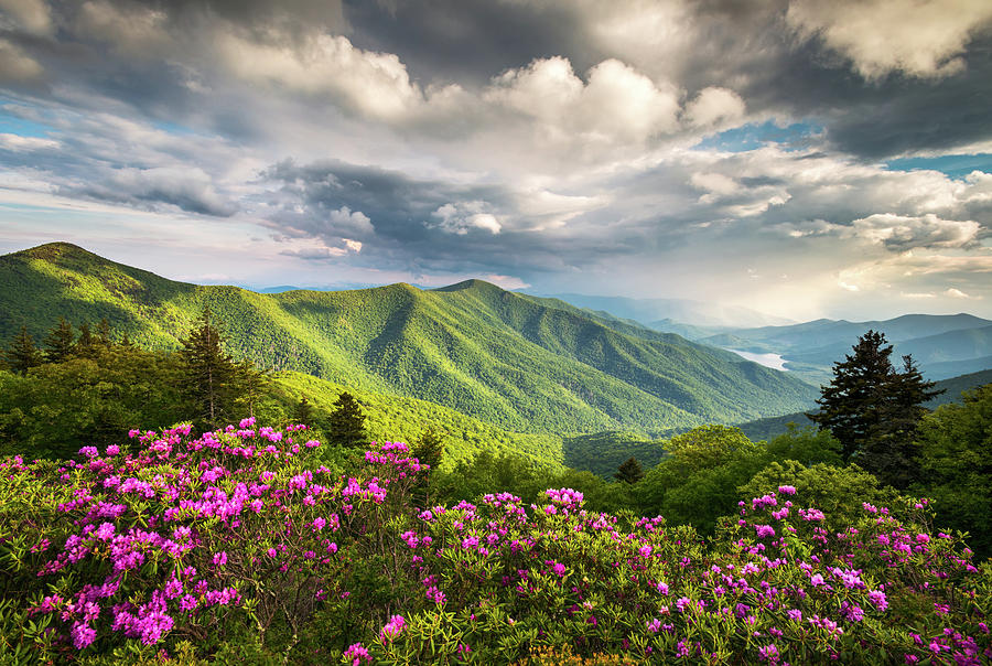 North Carolina Photograph - Asheville NC Blue Ridge Parkway Spring Flowers by Dave Allen