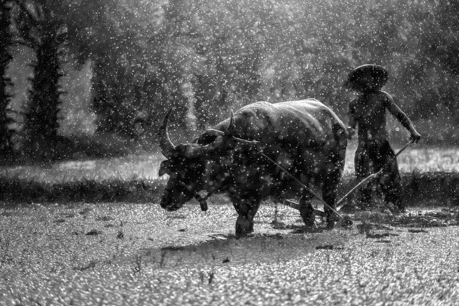 Asia Man And Oxen Farming Farm Painting by Tony Rubino