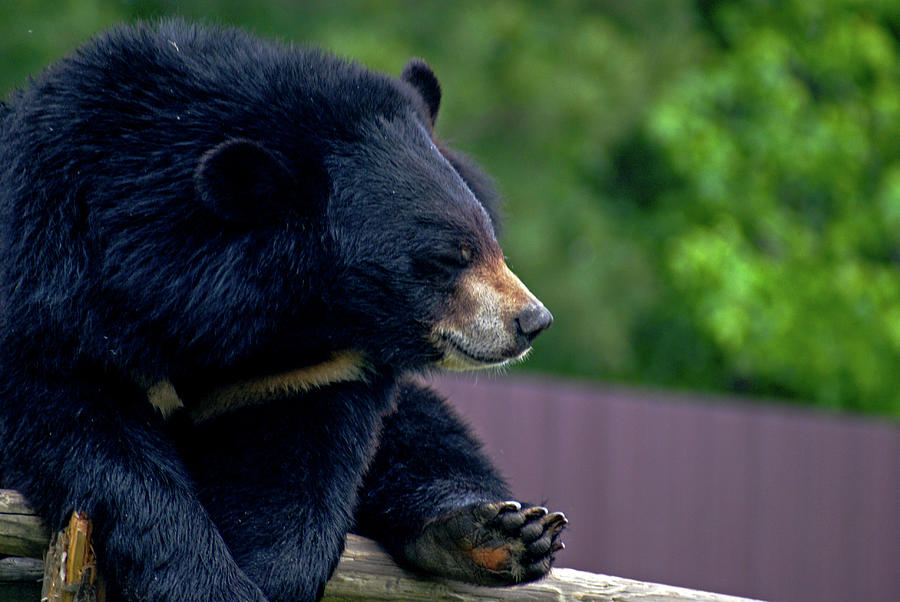 Richmond Photograph - Asian Black Bear by Jean Haynes