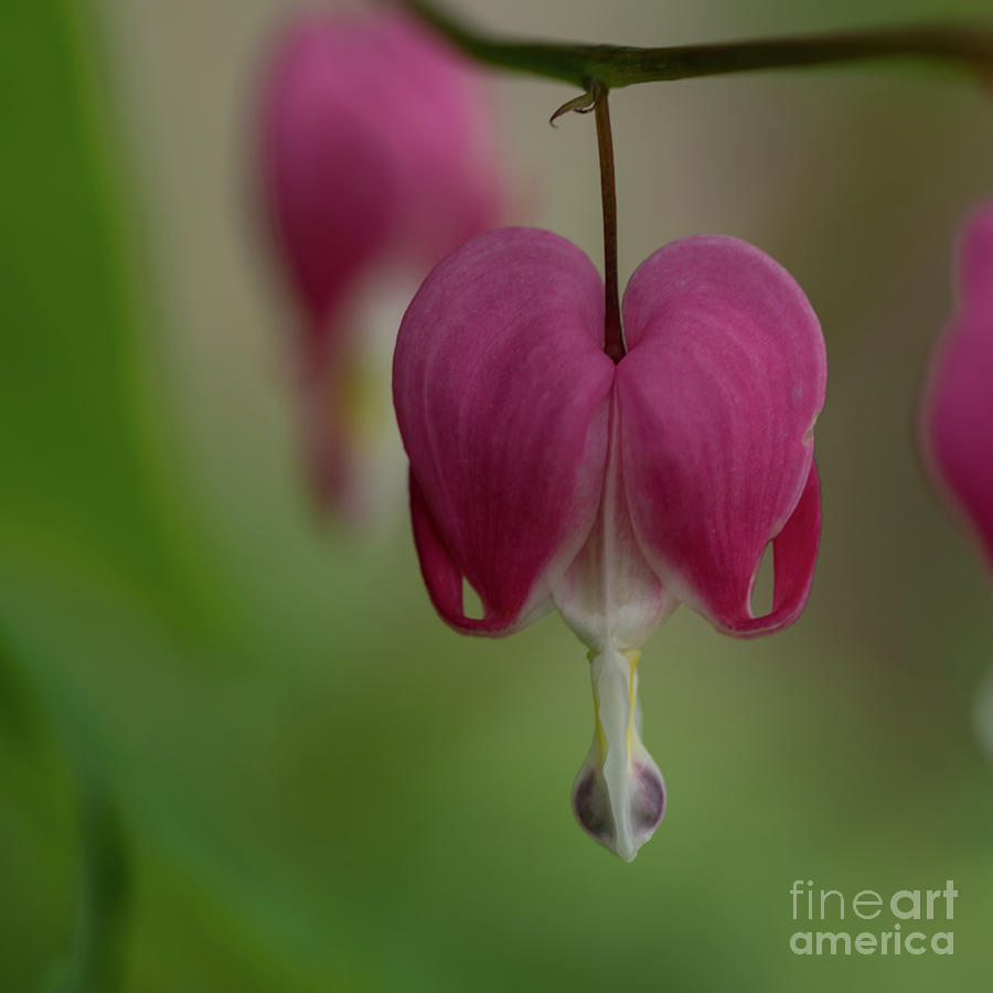 Nature Photograph - Asian Bleeding Heart Blossom by Nancy Gleason