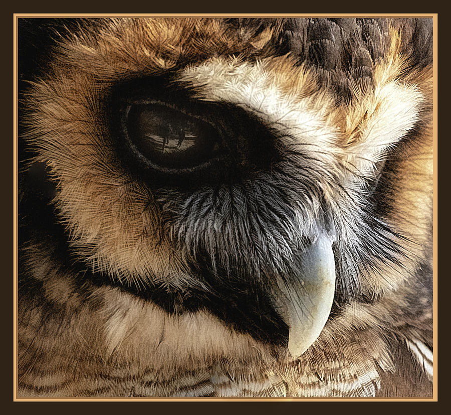Asian Brown Wood Owl 1 Photograph
