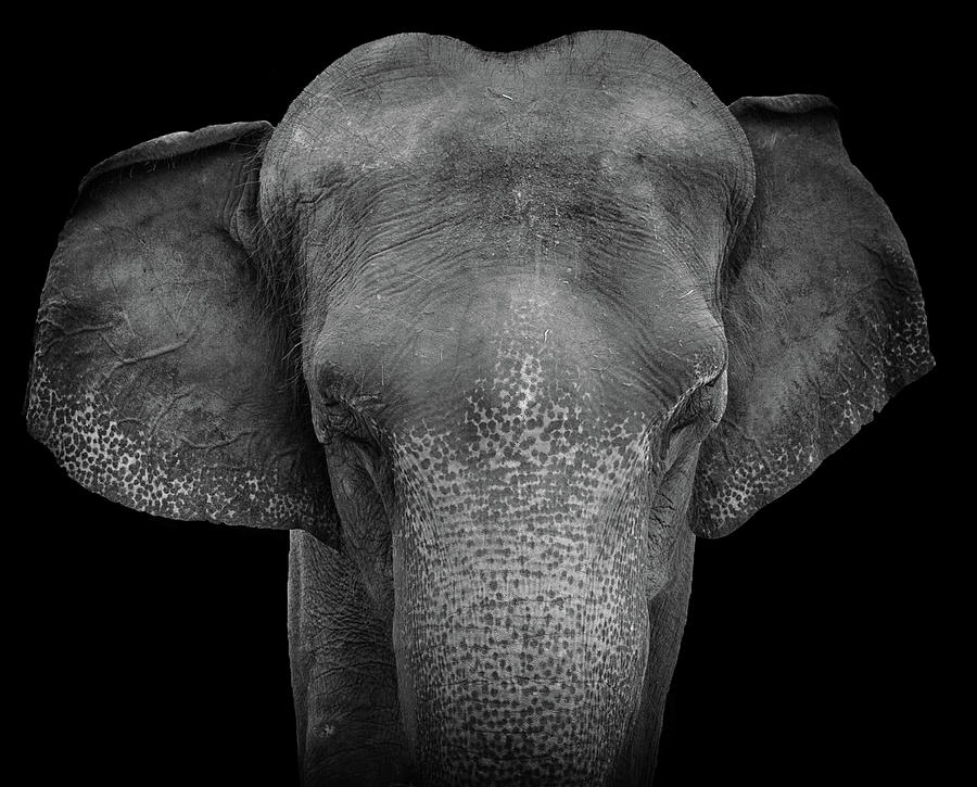 Asian Elephant Black and White Photograph by Deborah M