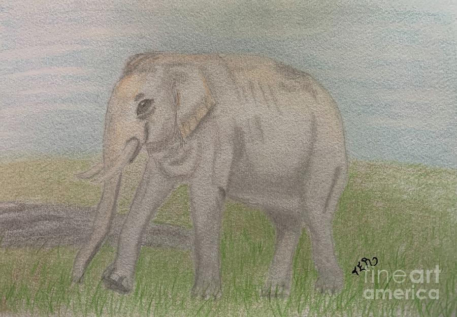 Asian Elephant - Endangered Drawing by Terri DelCampo - Fine Art America