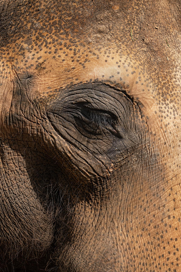 Asian Elephant Eye And Skin Details Photograph by Artur Bogacki