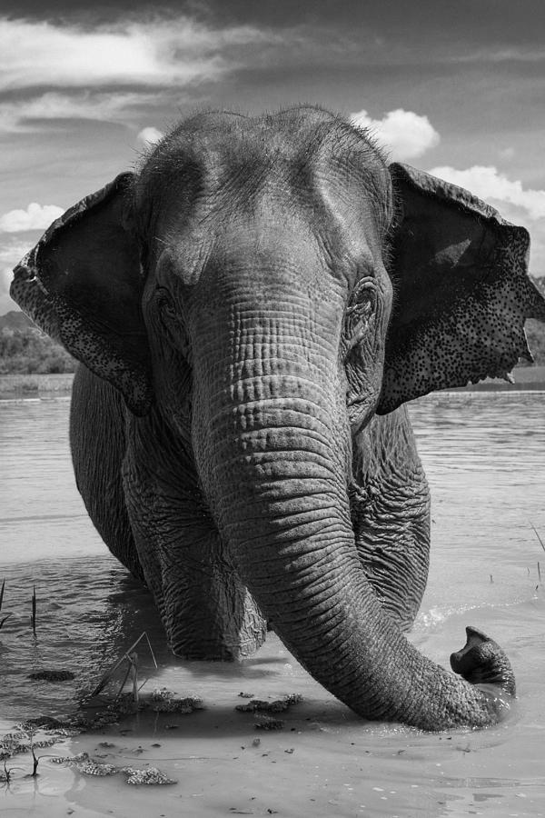 Asian elephant in lake Photograph by Cyril Eberle