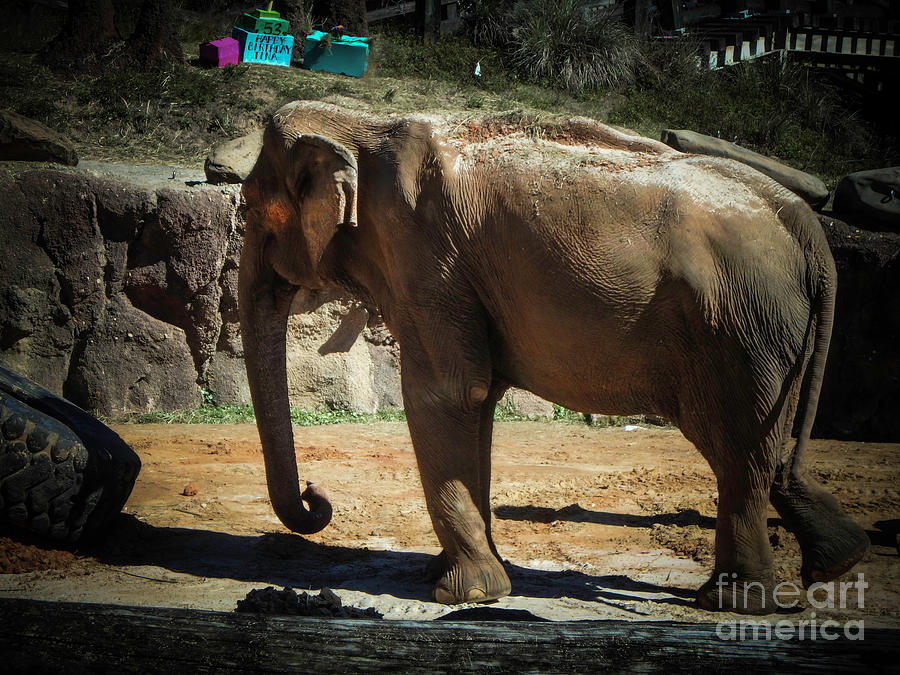 Asian Elephant Photograph by Judy Hall-Folde