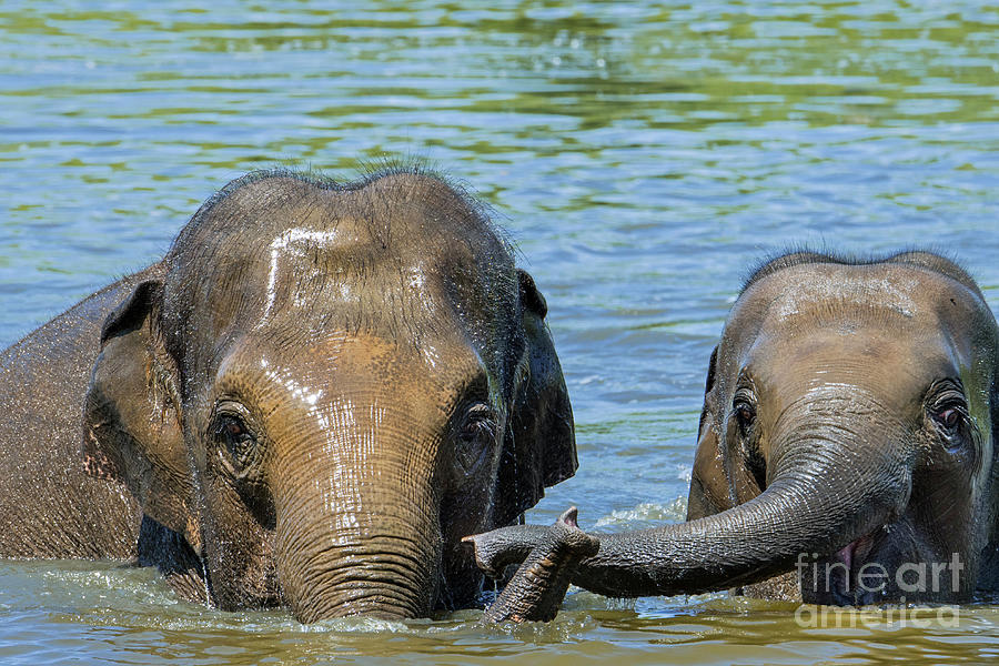 Asian Elephant Mother with Calf in Lake Photograph by Arterra Picture Library