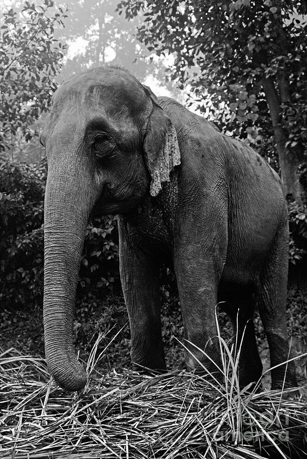Asian Elephant -Terai Nepal Photograph by Craig Lovell