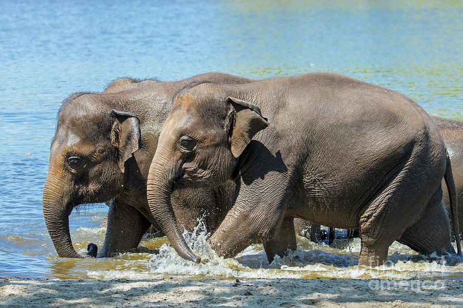 Asian Elephants Bathing in Lake Photograph by Arterra Picture Library