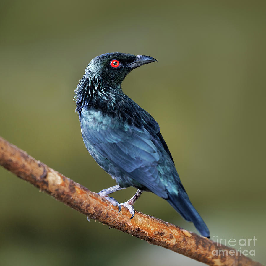 Asian glossy starling perched on a branch against a soft green background. Closeup with focus on the face. Photograph by Jane Rix