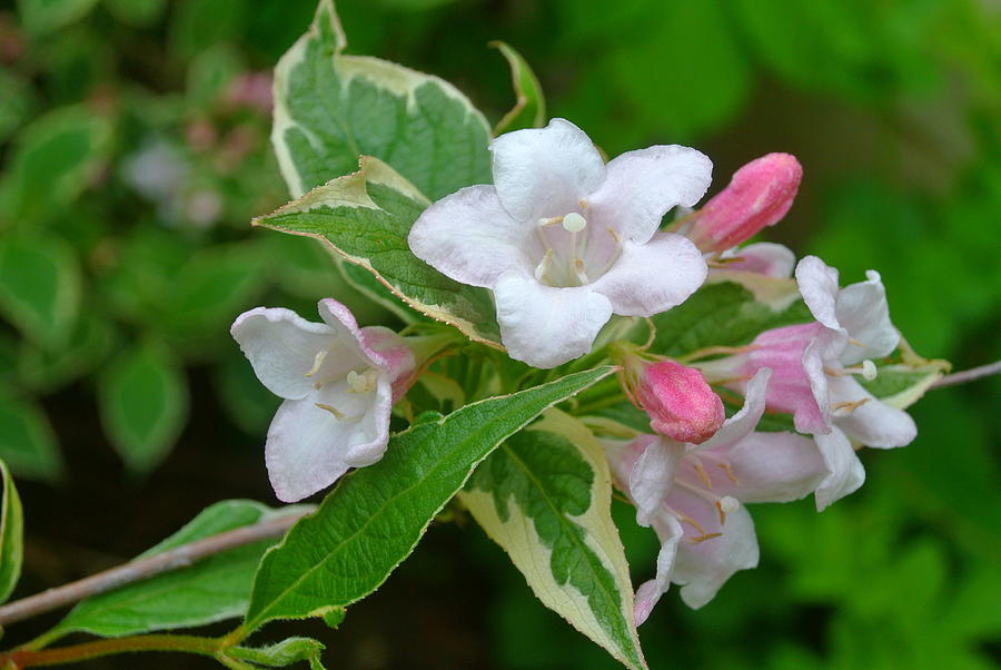 Asian Jasmine Spray Photograph by Lynne Iddon Fine Art America