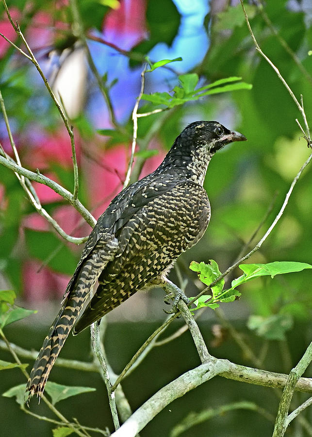 Asian koel - Eudynamys scolopaceus, Female Photograph by Amazing Action Photo Video