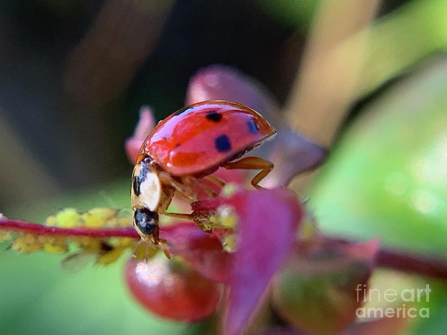 Asian Lady Beetle Multicolored 3 Photograph by Catherine Wilson