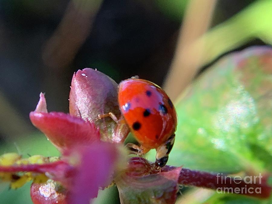Asian Lady Beetle Multicolored 4 Photograph by Catherine Wilson