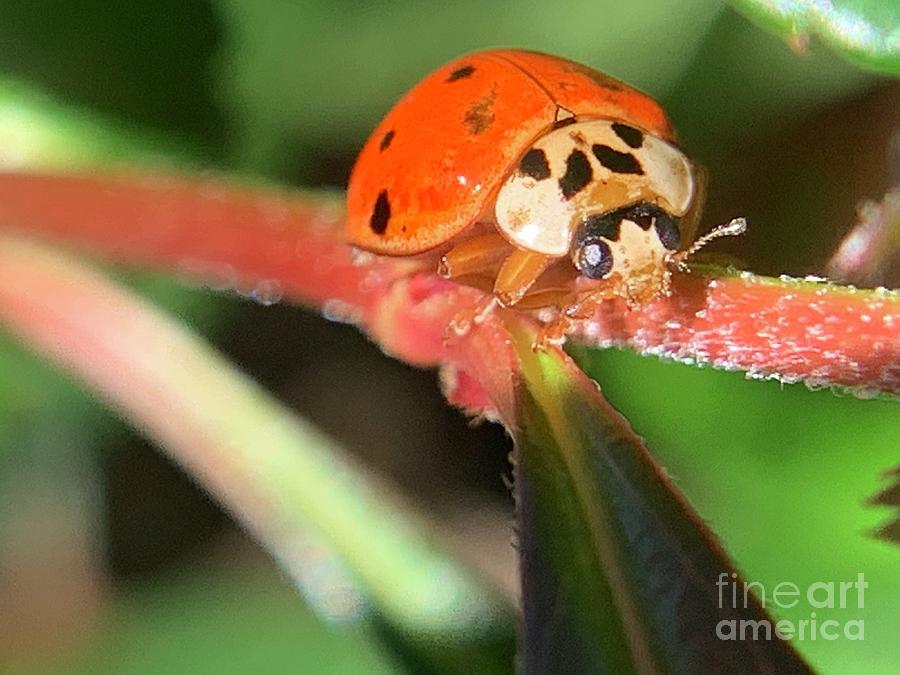 Asian Lady Beetle  Multicolored Photograph by Catherine Wilson