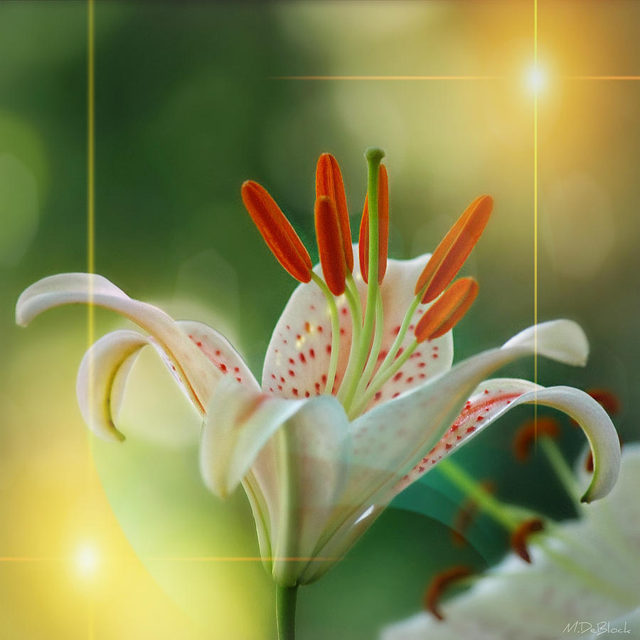 Asian Lily with Sun Flare Effect Photograph by Marilyn DeBlock