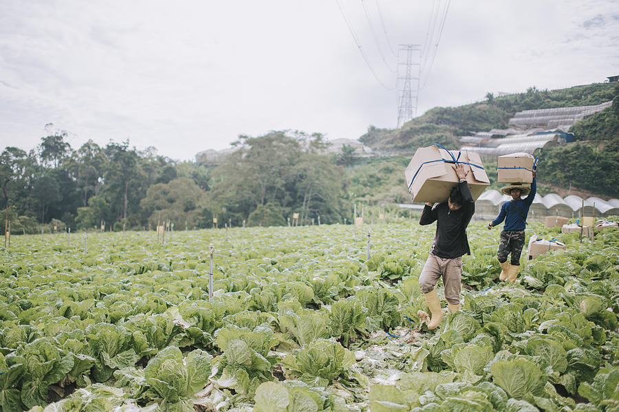 Asian male farmers carrying packed of freshly harvested goods at cabbage fields Photograph by Edwin Tan