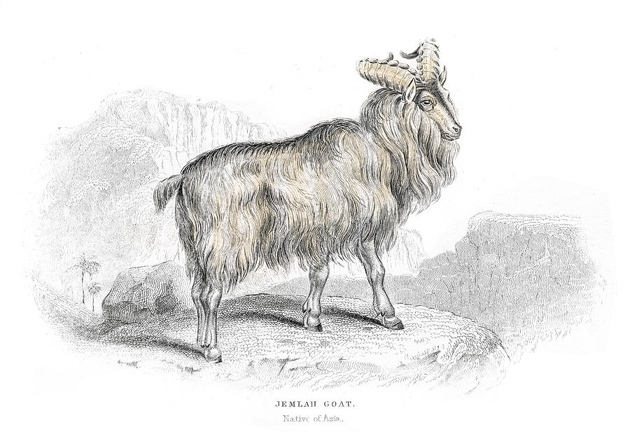 Asian mountain goat lithograph 1884 Drawing by Thepalmer