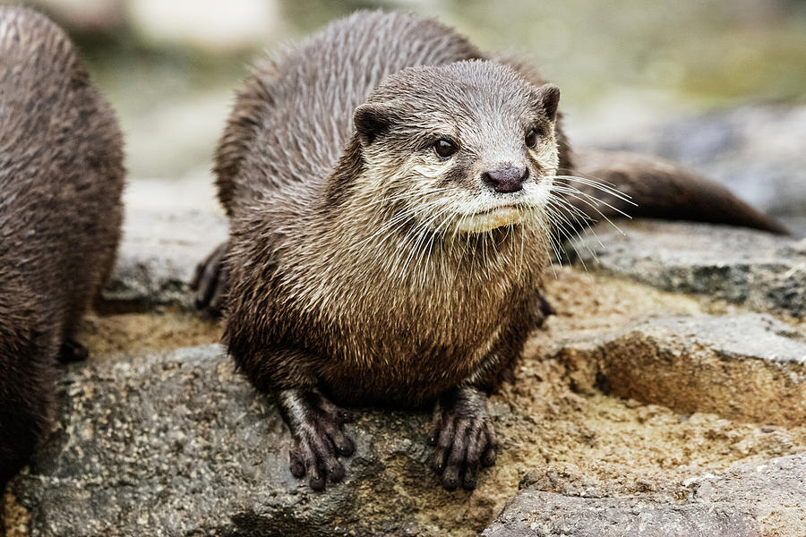 Wildlife Photograph - Asian Small-clawed Otter by Meghan Murphy