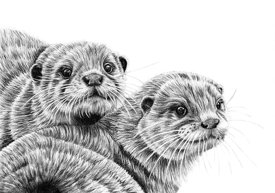 Otter Drawing - Asian small-clawed otters pair by Loren Dowding
