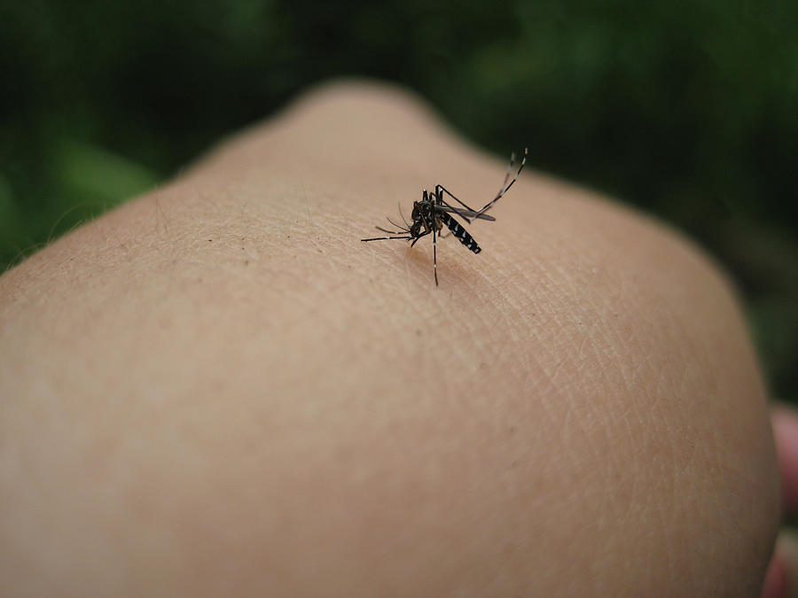 Asian Tiger Mosquito Photograph by Asian Tiger Mosquito biting a hand