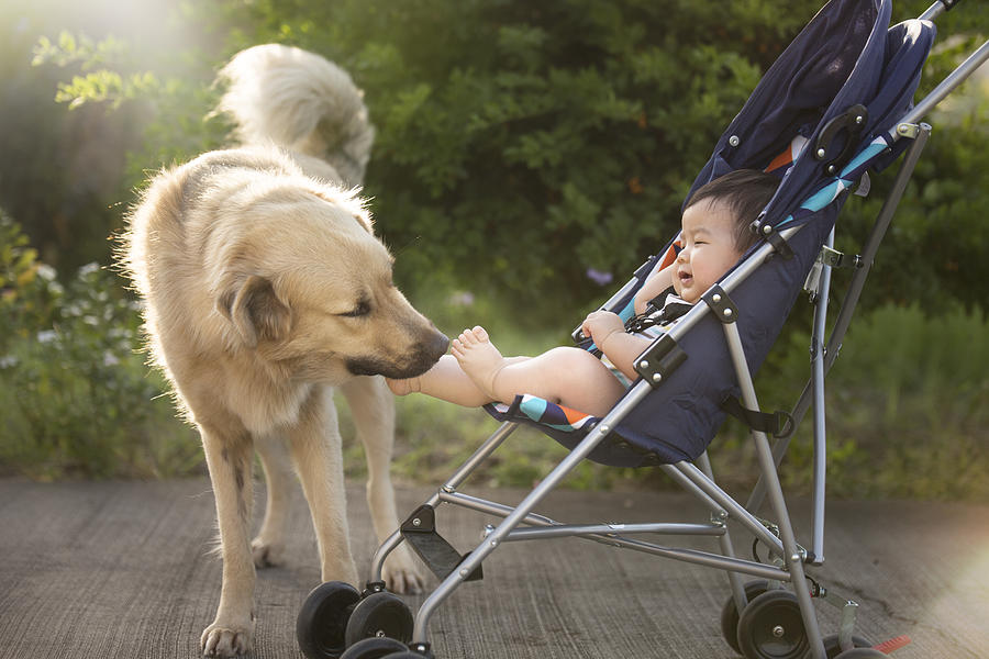 Asian toddler boy tickled by a dog in baby stroller. Photograph by Twomeows