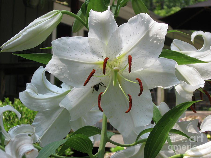 Hide and Seek... Bee in Casa Blanca White Lily in Raleigh, NC Photograph by Catherine Ludwig Donleycott
