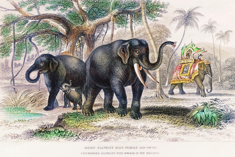 Vintage Drawing - Asiatic Elephant and Caparisoned Elephant by Oliver Goldsmith by Mango Art