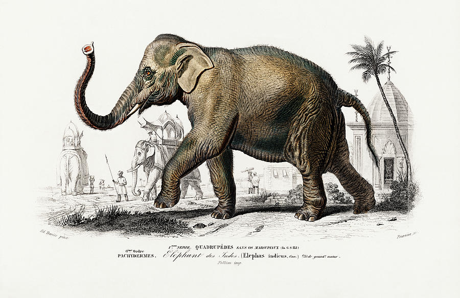 Asiatic Elephant Mixed Media by Charles Dessalines D Orbigny