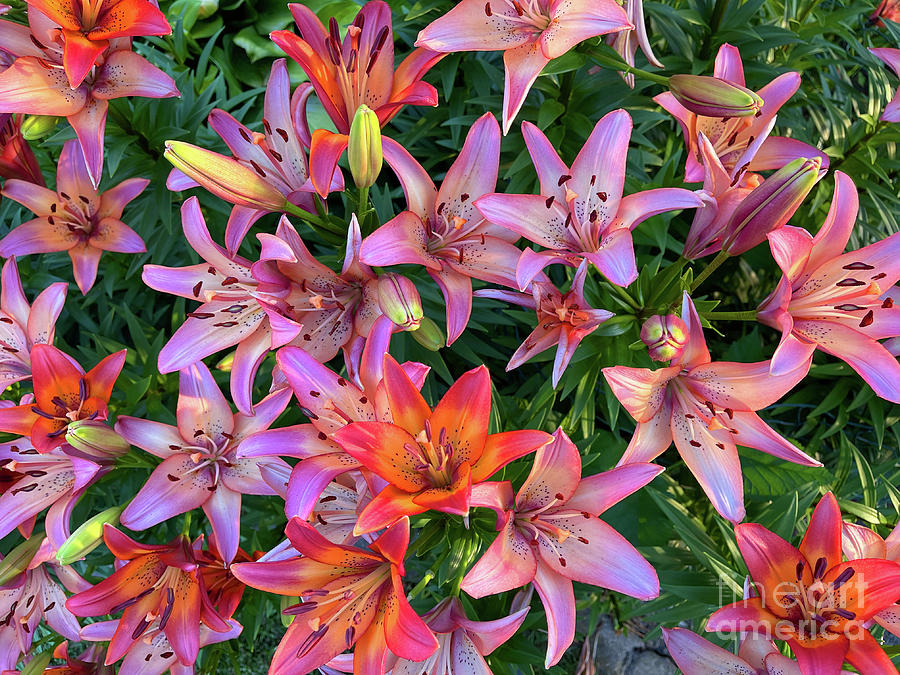 Asiatic Lilies 9338 Photograph