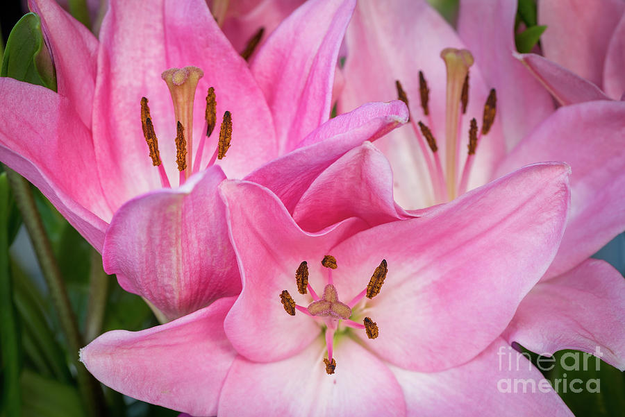 Lily Photograph - Asiatic Lilies in a Spring Bouquet by Nancy Gleason