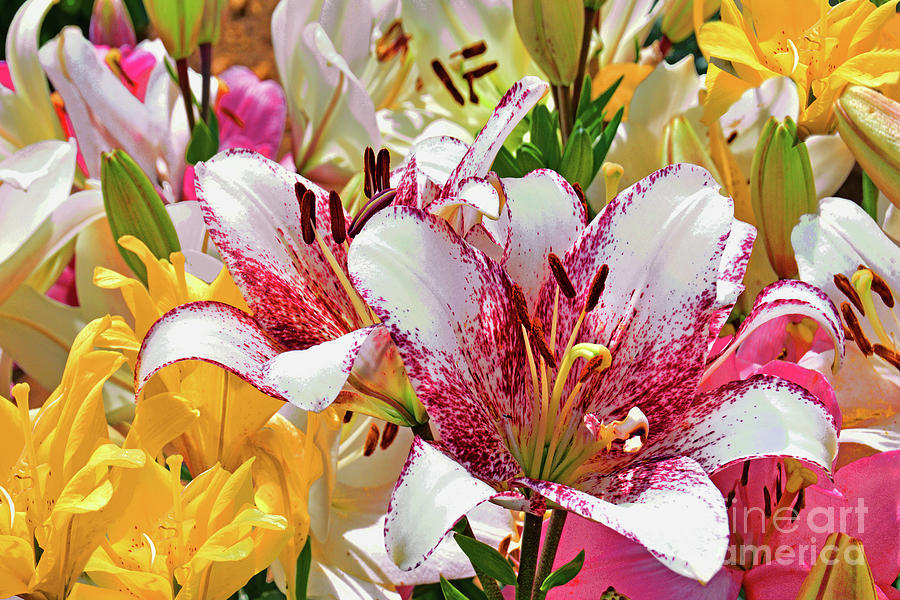 Asiatic Lilies In Full Bloom Photograph By Regina Geoghan Fine Art   Asiatic Lilies In Full Bloom Regina Geoghan 