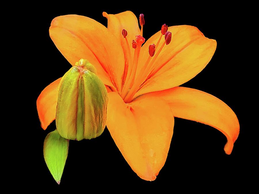 Asiatic Lily Photograph by Allen Nice-Webb