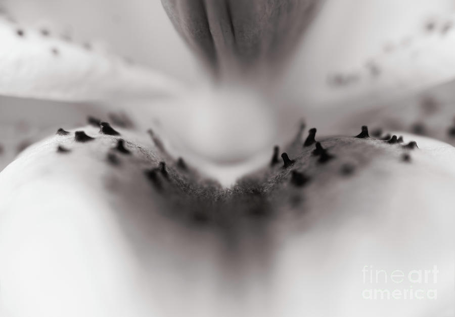 Asiatic Lily Photograph