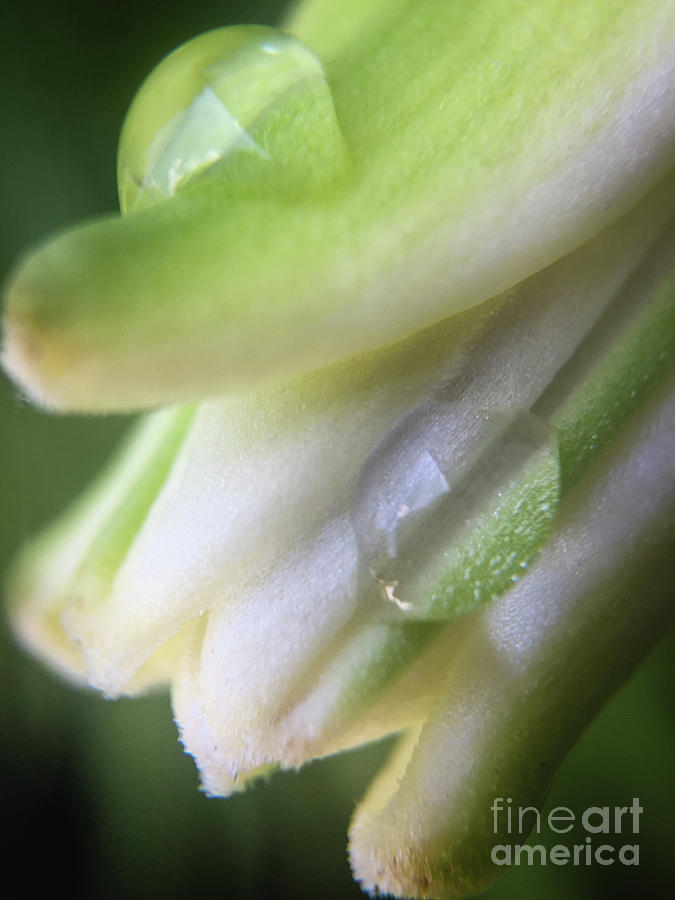 Asiatic Lily Beginnings Photograph