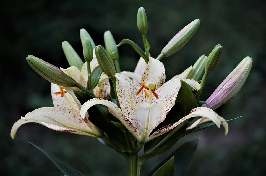 Asiatic Lily Blossoms and Buds Photograph by Nancy Ayanna Wyatt