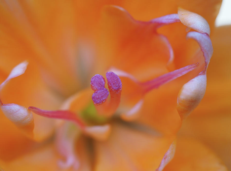 Asiatic Lily Dreamscape Photograph by William Jobes