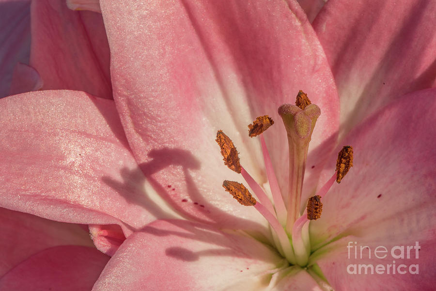 Lily Photograph - Asiatic Lily in Full Bloom by Nancy Gleason