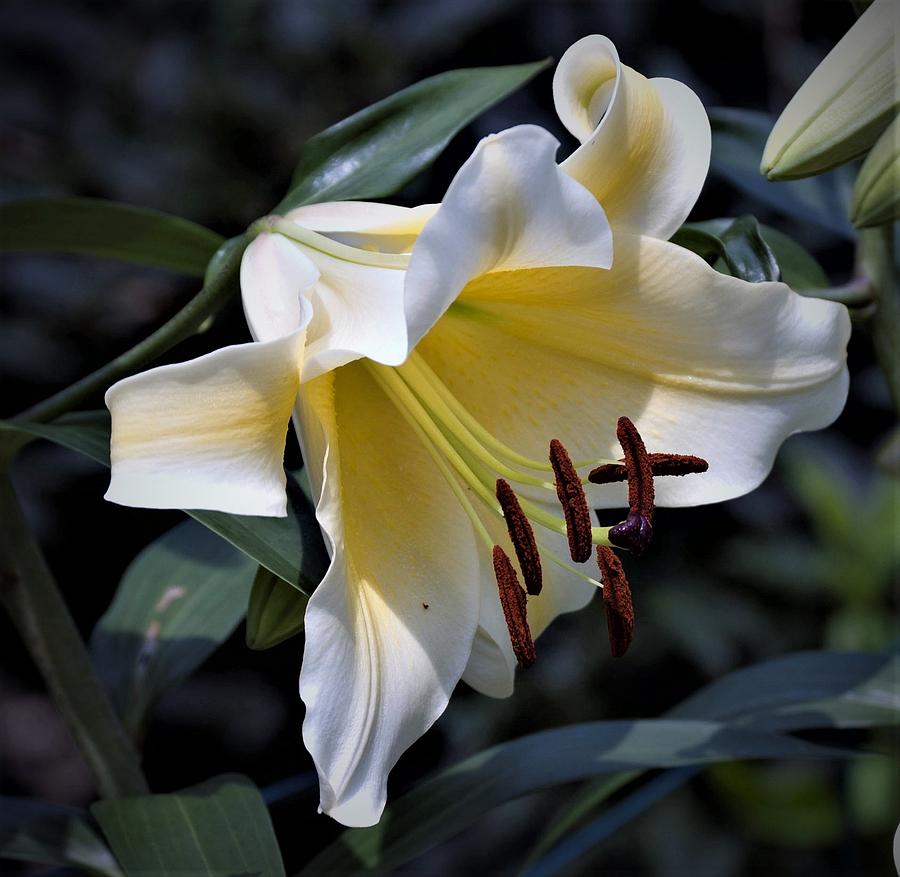 Asiatic Lily Photograph by Nancy Ayanna Wyatt