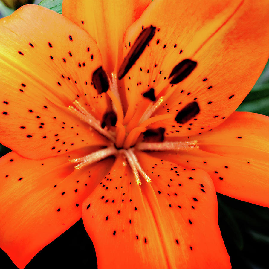 Lily Photograph - Asiatic Lily by Simone Hester