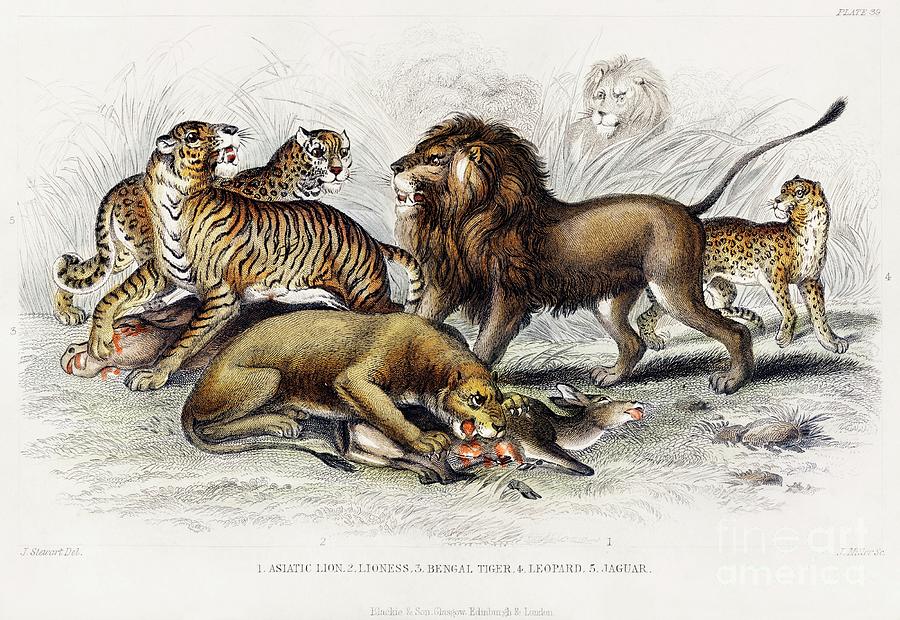 Asiatic Lion, Lioness, Bengal Tiger, Leopard, and Jaguar from A history of the earth and animated  Painting by Shop Ability