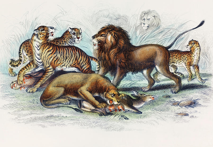 Vintage Drawing - Asiatic Lion, Lioness, Bengal Tiger, Leopard, and Jaguar by Oliver Goldsmith