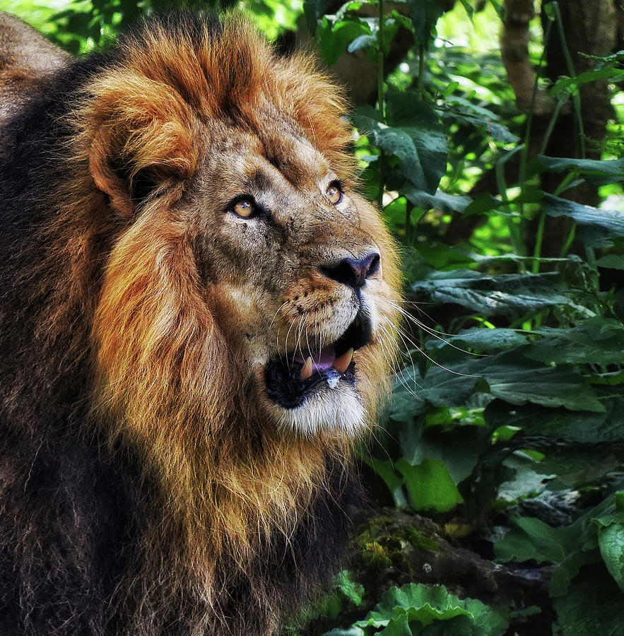 Asiatic lion portrait in forest - Wildlife photo Photograph by Stephan Grixti
