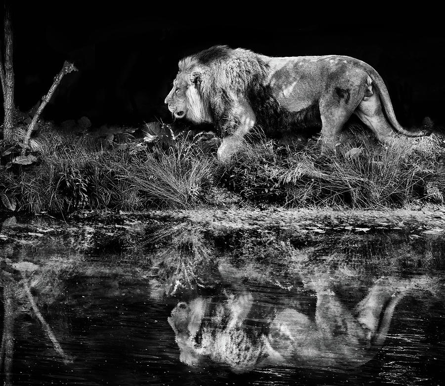 Asiatic lion walking by river in forest - Monochrome photo Photograph by Stephan Grixti
