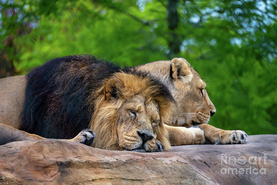 Asiatic Lions Photograph by Adrian Evans