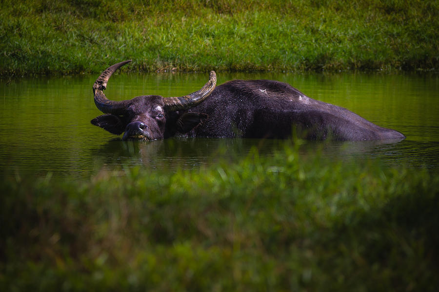Asiatic Water Buffalo Photograph by Robin Mehdee