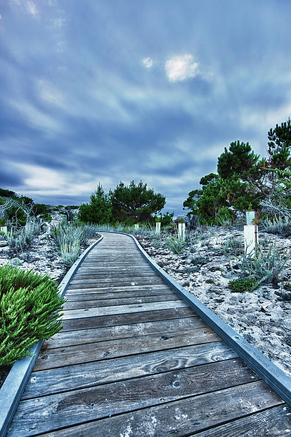 Asilomar Path to the Pacific - Pacific Grove, CA - L296 Photograph by Bruce McFarland Asilomar Path to the Pacific - Pacific Grove, CA - L296 Photograph by Bruce McFarland